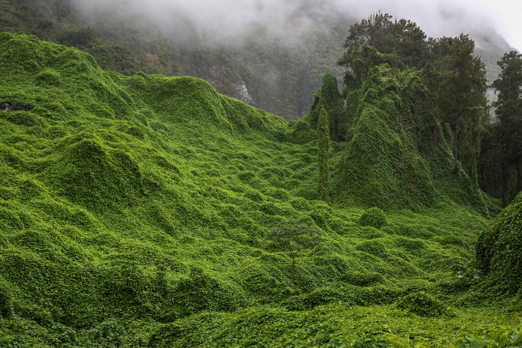 Die Highlights von La Réunion erwandern - Geführte Rundreise mit Wandern